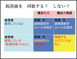 脱落歯を再植する？しない？