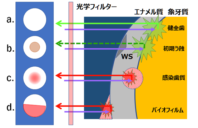 QLF の原理（模式図）