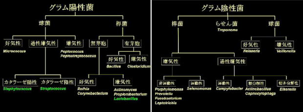 グラム陽性菌、グラム陰性菌