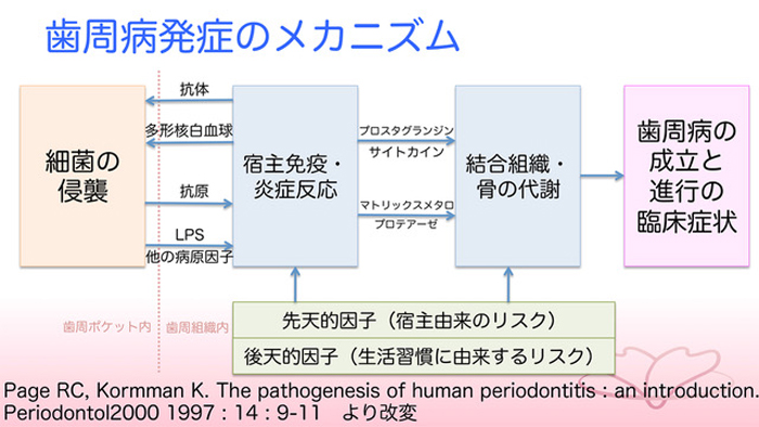 歯周病発症のメカニズム