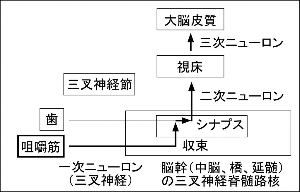 （図２）