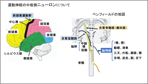 図 1　運動神経の走行