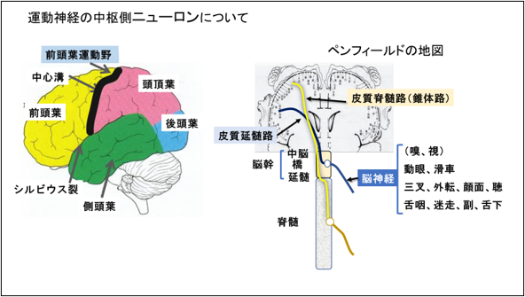 図 1 運動神経の走行