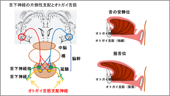 図 2 舌下神経の片側性支配とオトガイ舌筋
