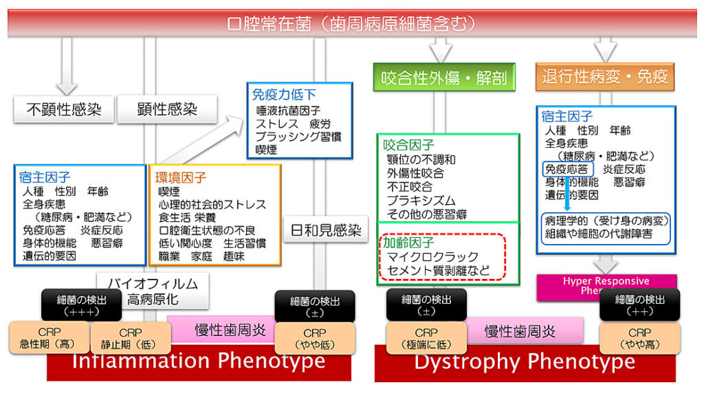図1 歯周疾患の相関関係の仮説